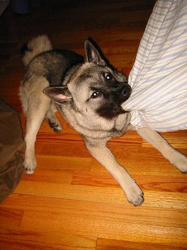 Norwegian Elkhound