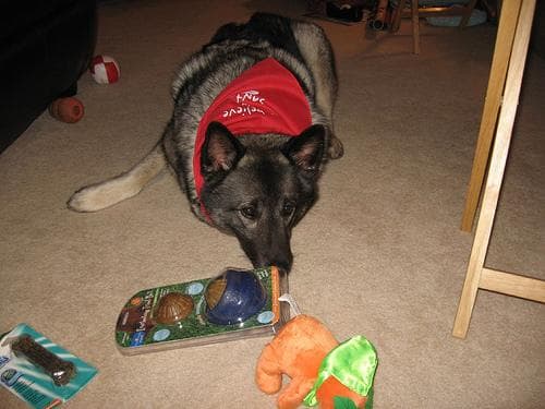 Norwegian Elkhound