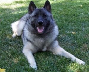 Norwegian Elkhound