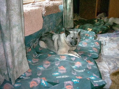 elkhound
