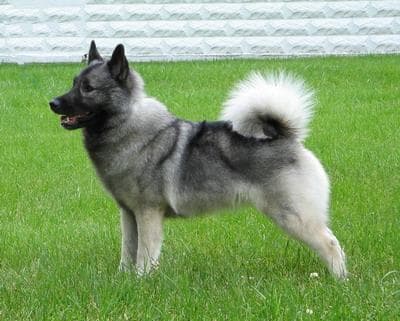 Norwegian Elkhound