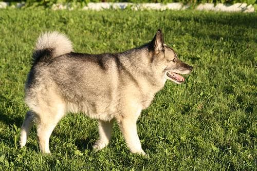 Norwegian Elkhound