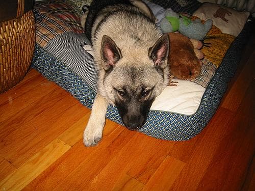 Norwegian Elkhound
