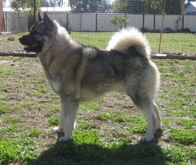 elkhound