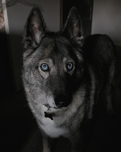 elkhound
