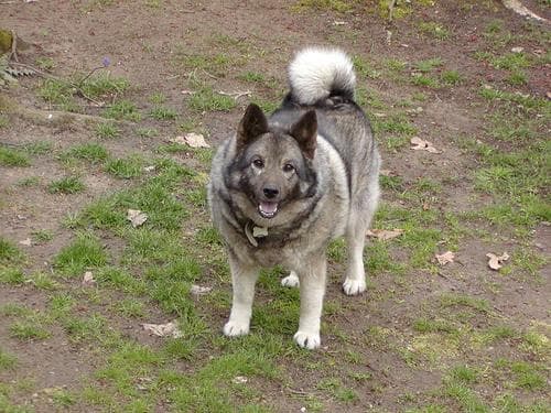 elkhound