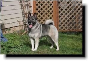 elkhound