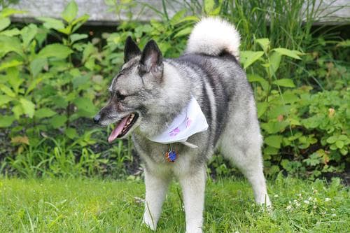 Norwegian Elkhound