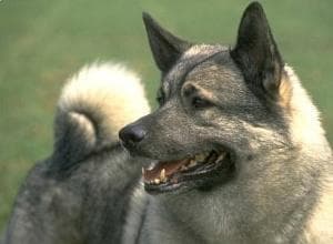 Norwegian Elkhound