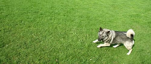 elkhound
