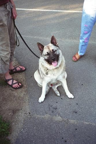 elkhound