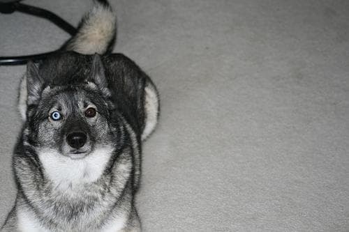 Norwegian Elkhound