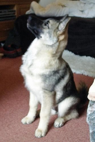 elkhound