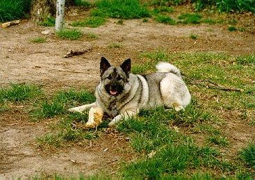 Norwegian Elkhound