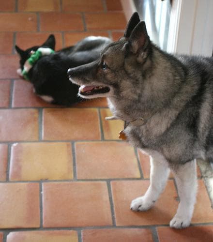Norwegian Elkhound