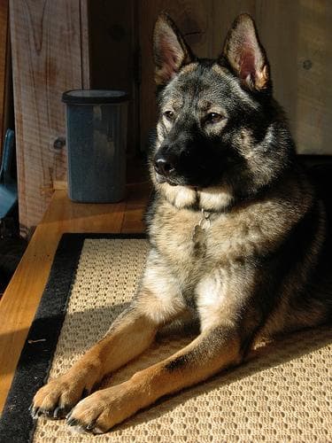 Norwegian Elkhound
