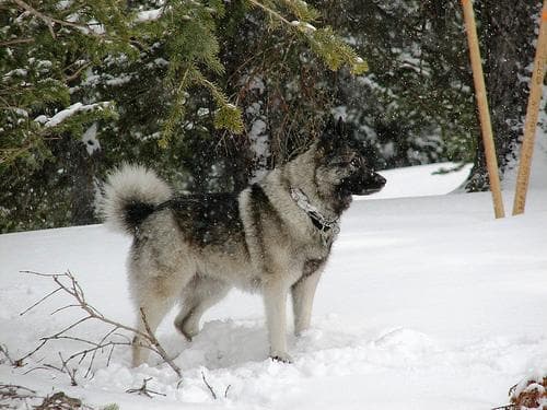Norwegian Elkhound