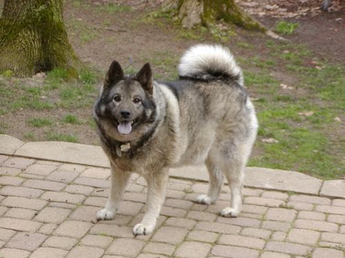 Norwegian Elkhound