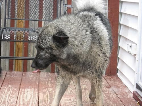 Norwegian Elkhound
