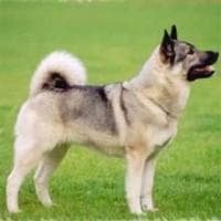 Norwegian Elkhound