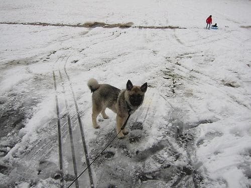 Norwegian Elkhound