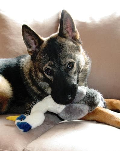 Norwegian Elkhound