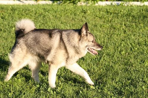 elkhound