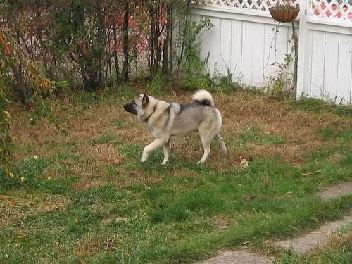 elkhound