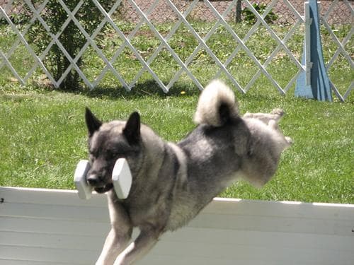 Norwegian Elkhound
