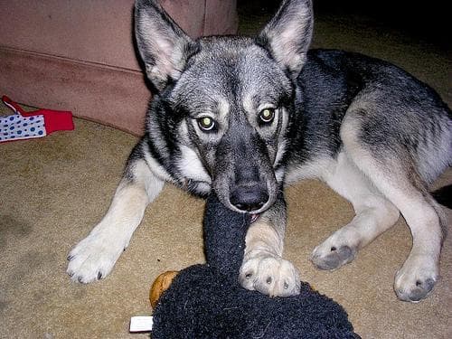 elkhound