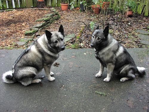 Norwegian Elkhound