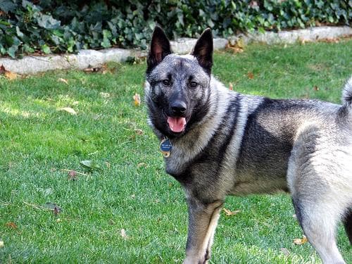Norwegian Elkhound