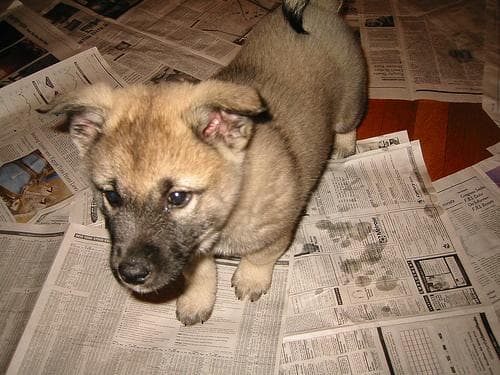 elkhound