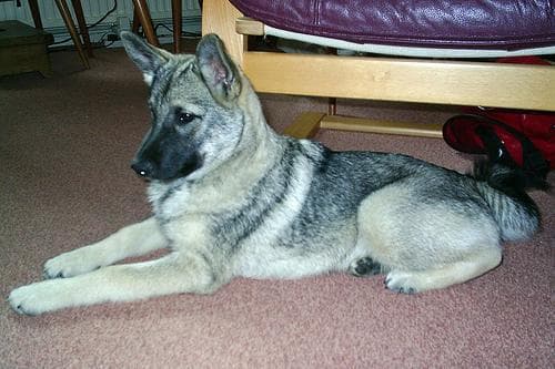 Norwegian Elkhound
