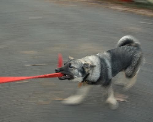 Norwegian Elkhound