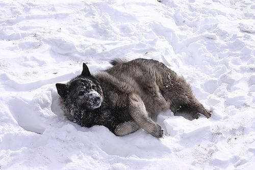 Norwegian Elkhound