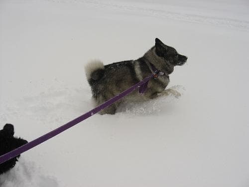 Norwegian Elkhound