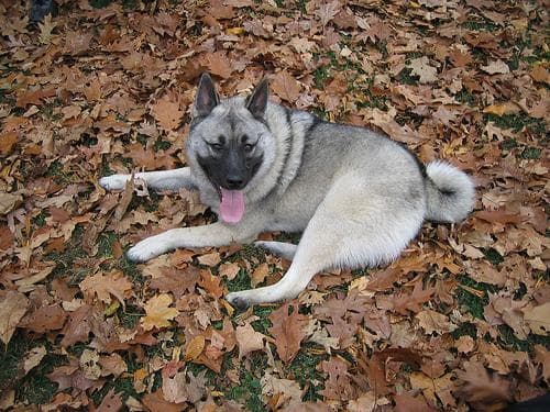 elkhound