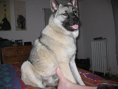 Norwegian Elkhound