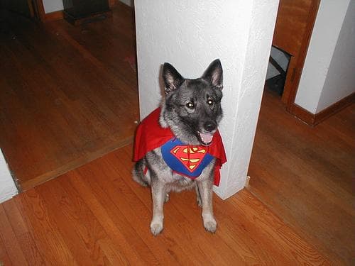 Norwegian Elkhound