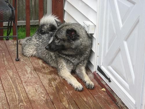 Norwegian Elkhound