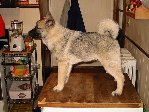 Norwegian Elkhound