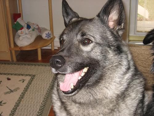 elkhound