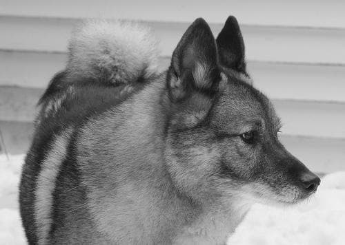 Norwegian Elkhound
