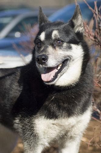 elkhound
