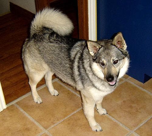 Norwegian Elkhound