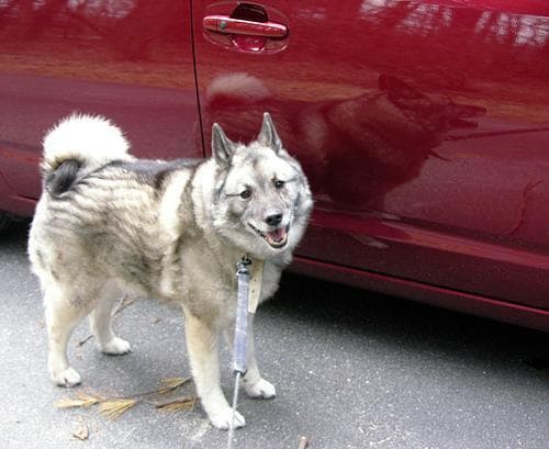 Norwegian Elkhound