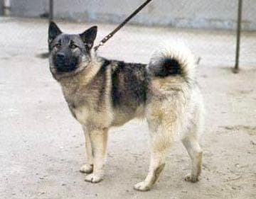 Norwegian Elkhound