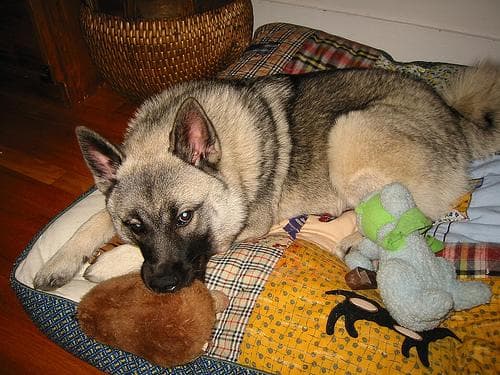 elkhound