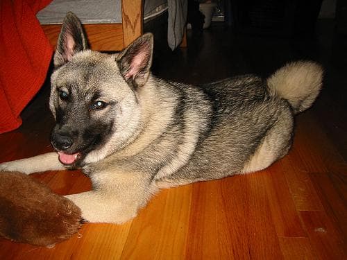 elkhound